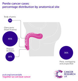 infographic showing the percentage distribution of penile cancer cases by anatomical site