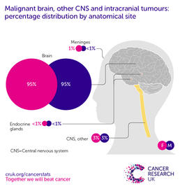 a infographic showing the most common specific location for benign brain, other CNS and intracranial tumours in the UK is the meninges (2016-2018).