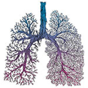 An illustration of a pair of lungs