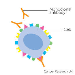 diagram showing a monoclonal antibody