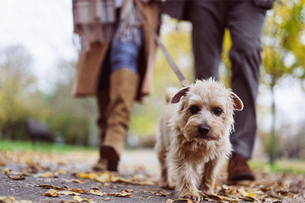 A small terrier dog being walked in a park during Autumn