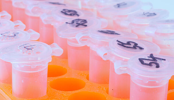 test tubes in a lab