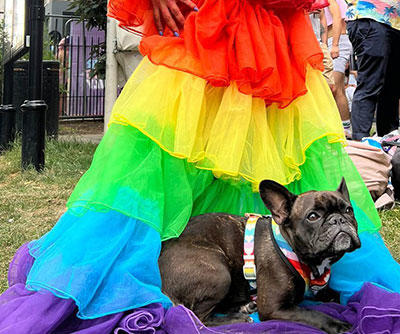 A photo of a French bulldog sitting on the bottom of a rainbow-coloured gown 